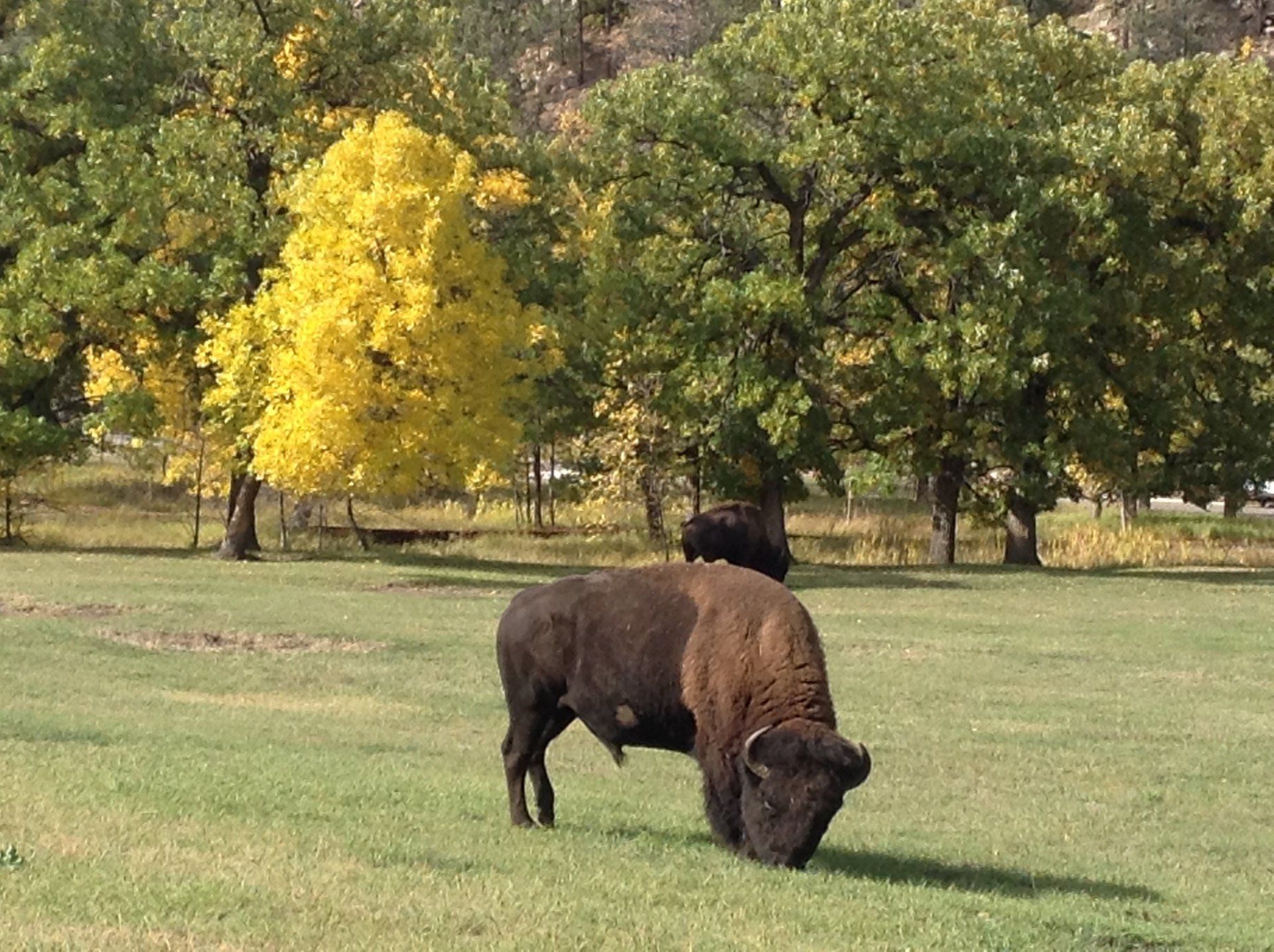 Image of Buffalo in Custer State Park 20 minutes North of Hot Springs SD