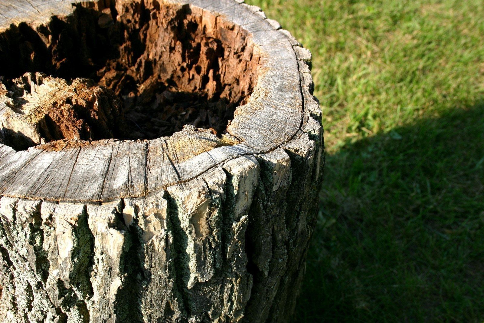 A weathered, hollowed-out tree stump sits on a patch of grass in bright sunlight.