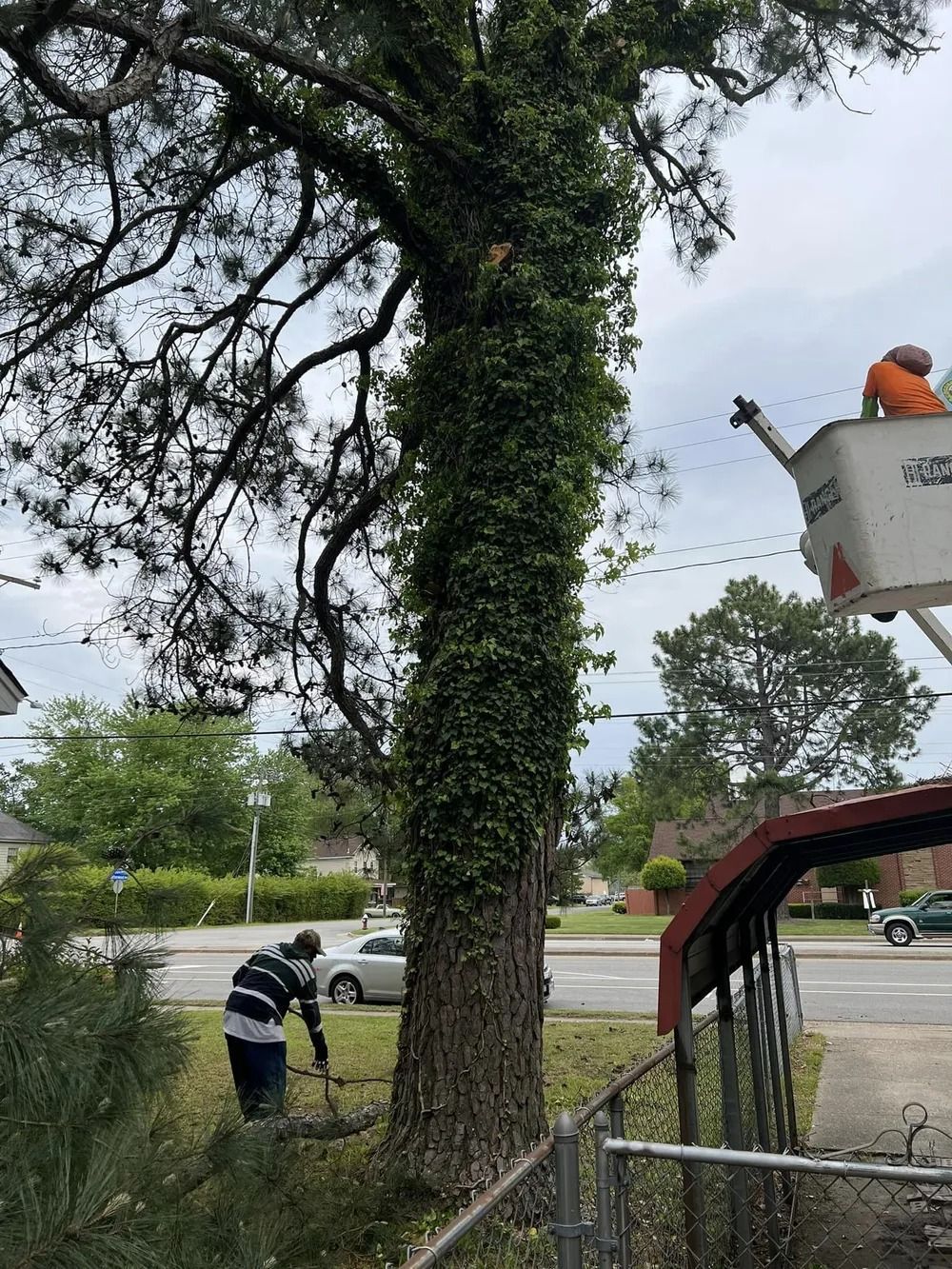 A worker in a bucket lift trims a large, ivy-covered tree while another person works at the base in a suburban yard.