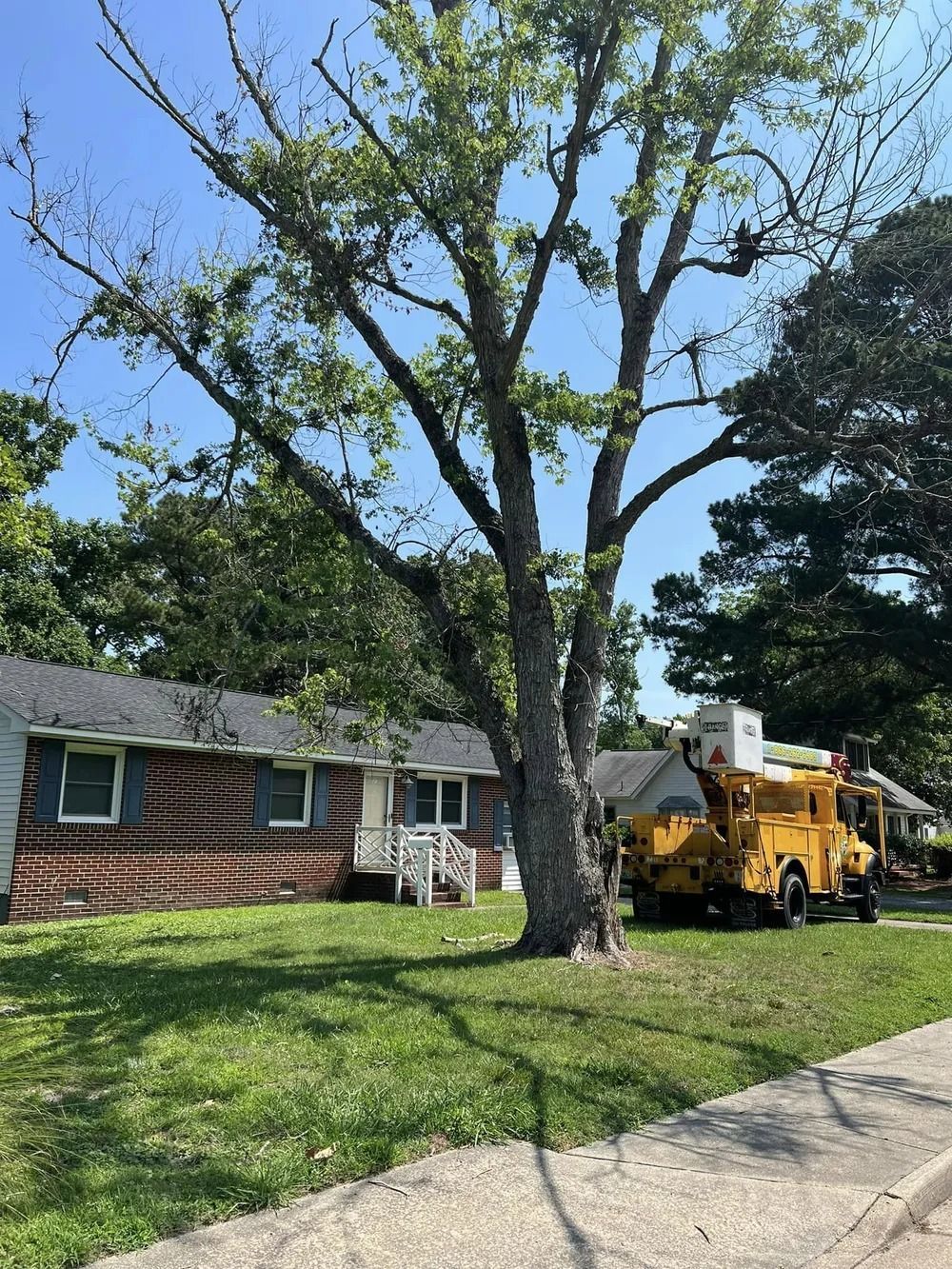 A large tree with sparse leaves stands in a residential front yard near a brick house and a parked yellow utility truck.
