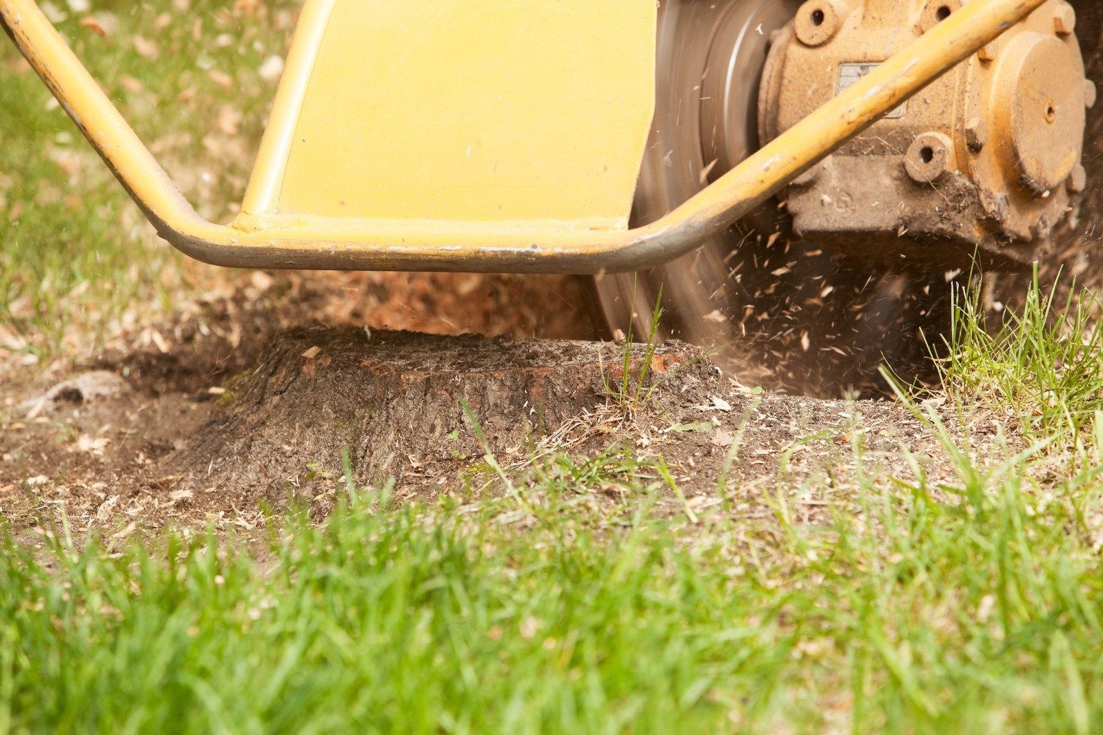 A yellow stump grinder cuts into a tree stump in a grassy yard, creating wood chips.