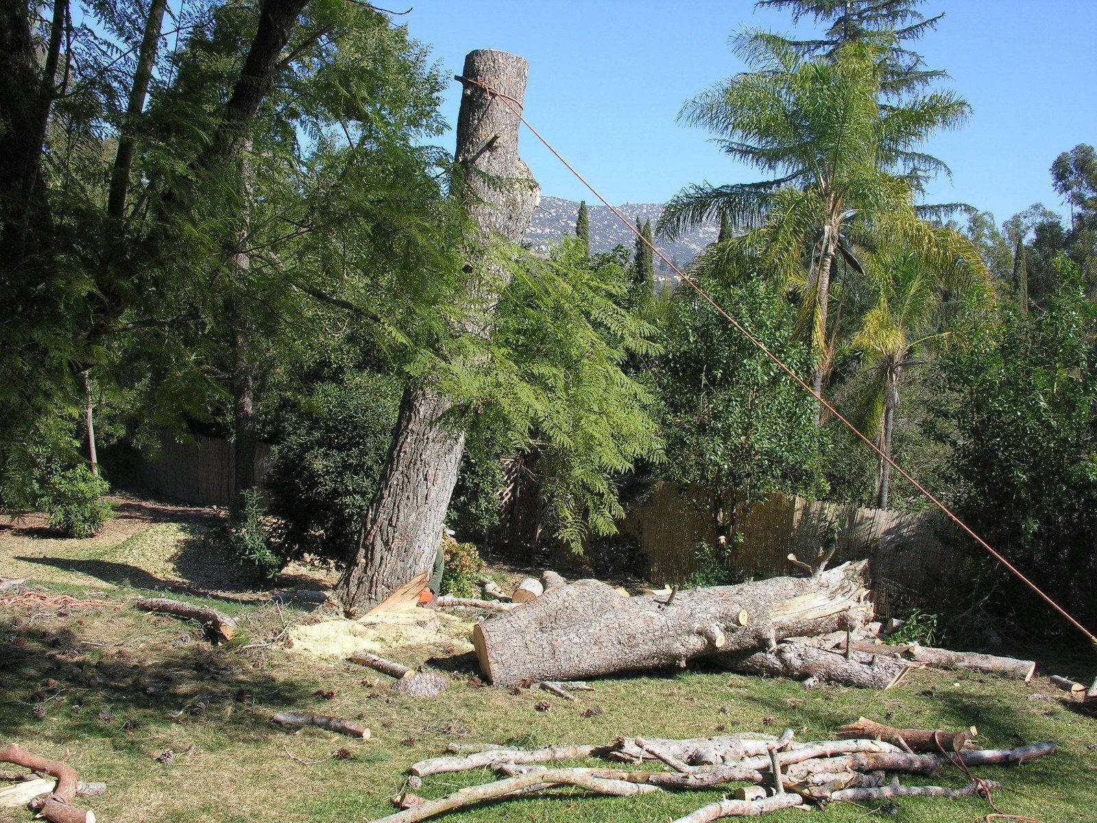 A large tree has been partially cut, with a trunk section lying on the grassy ground and a rope attached to the stump.