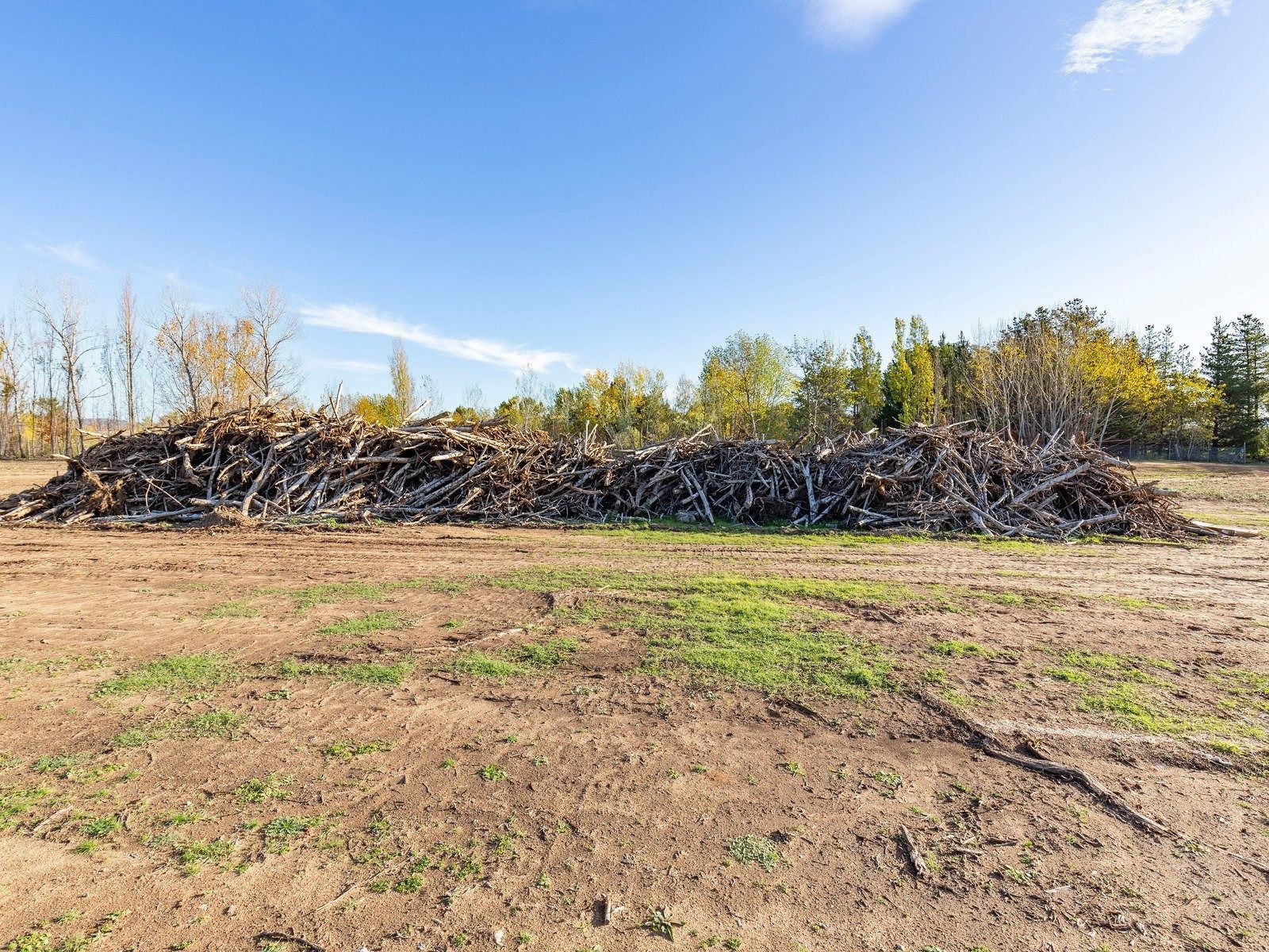 A large, long pile of tree branches and debris sits in a cleared, dry field under a bright blue sky.