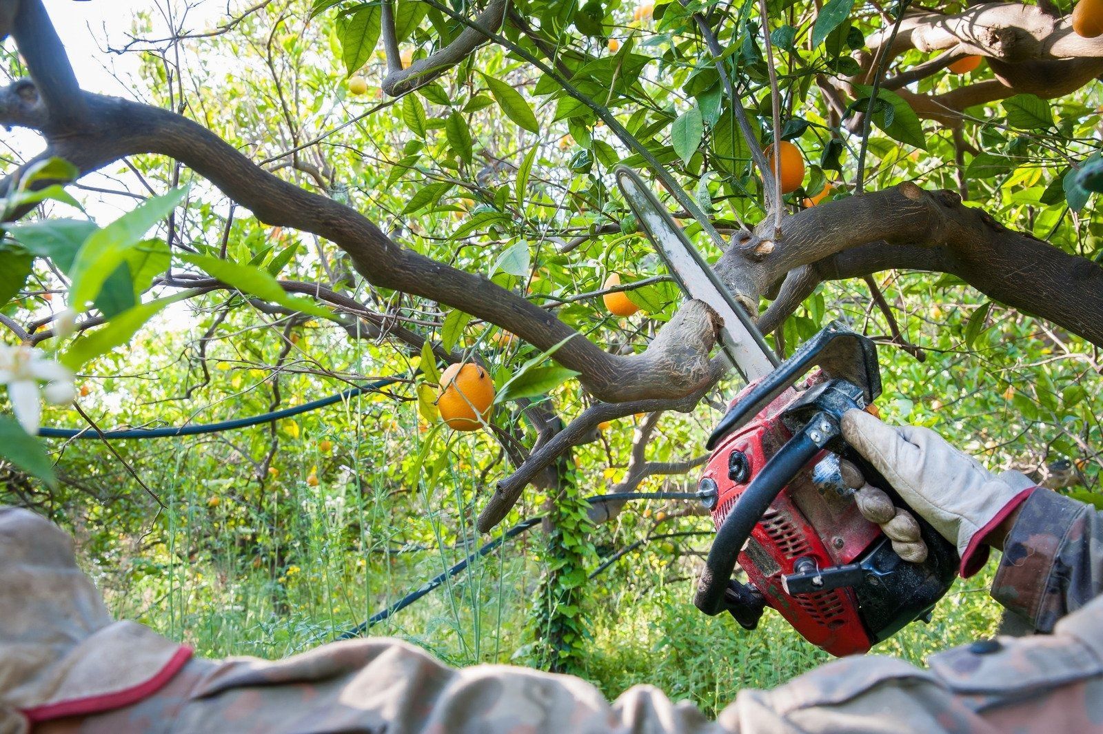 A person wearing work gloves uses a red chainsaw to prune a branch in an orange grove.