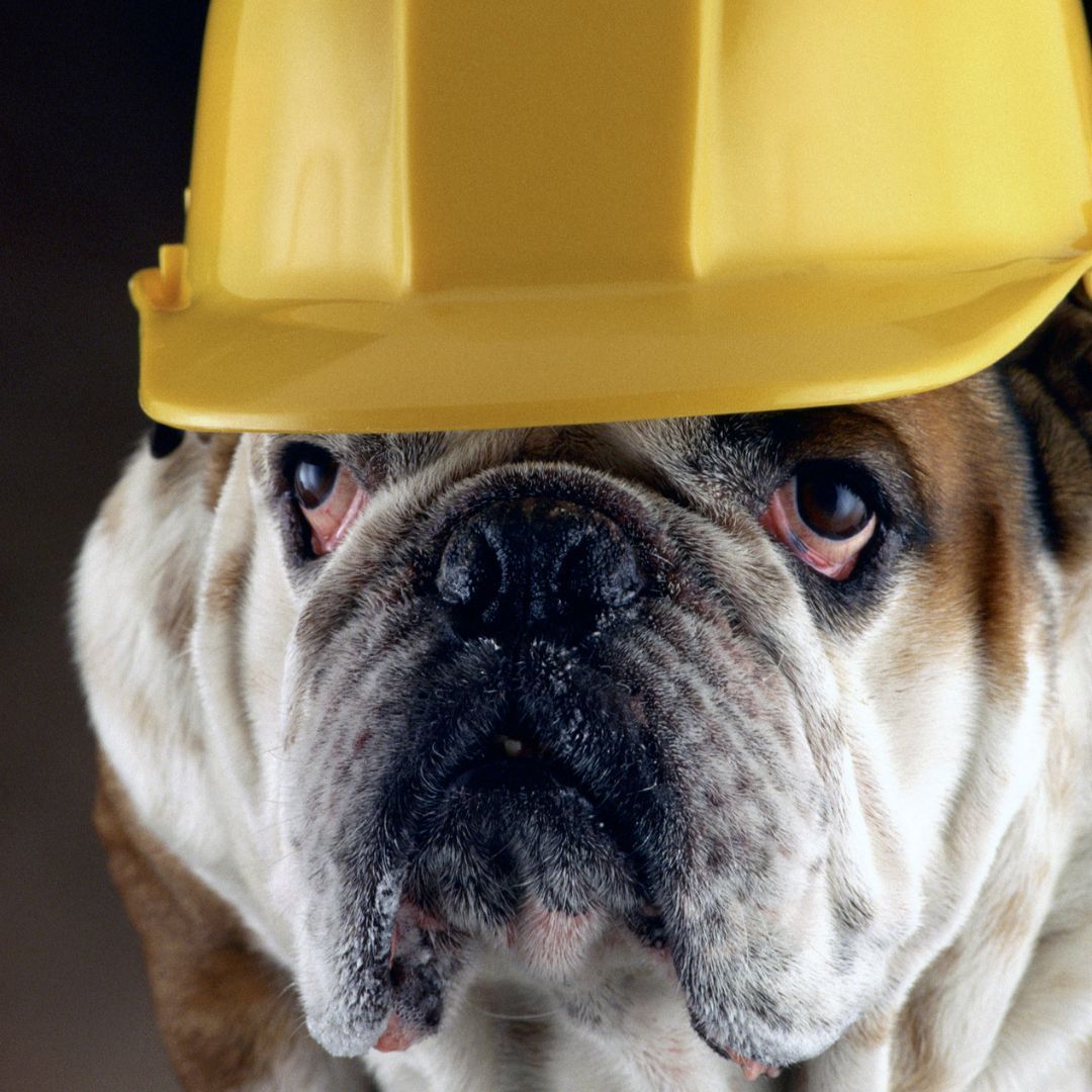 Bulldog wearing a yellow construction hard hat, looking directly at the viewer with a neutral expression.