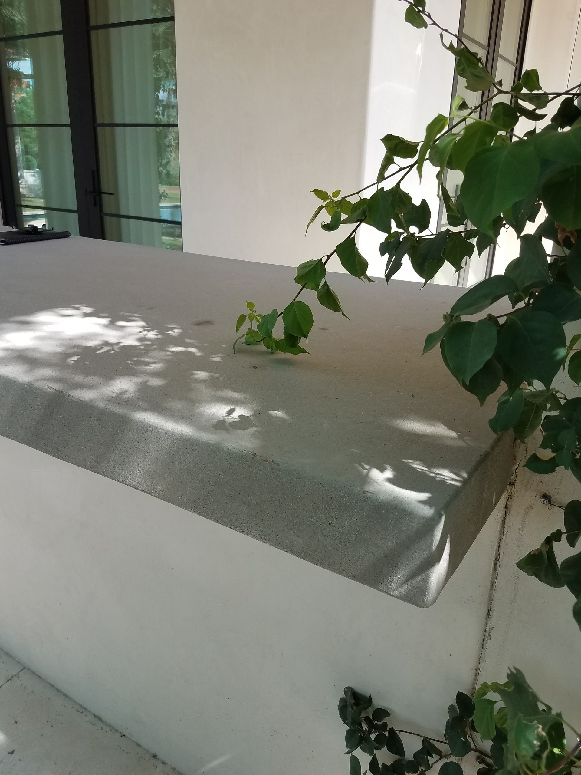 A white wall with a plant growing on it