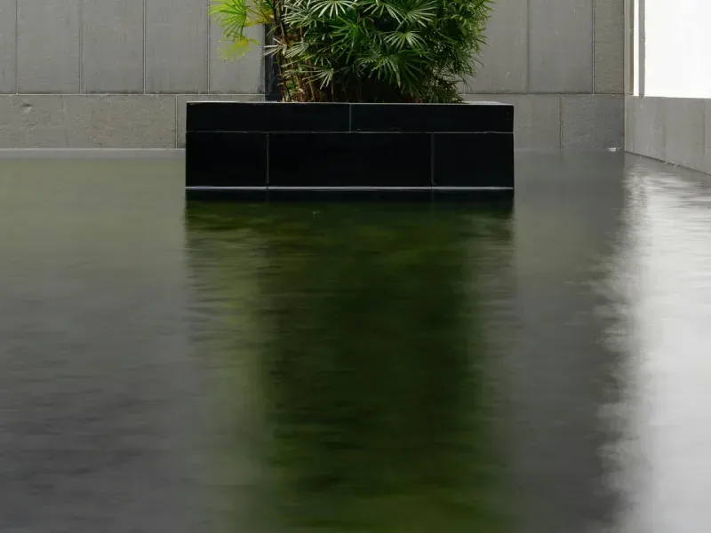 Black rectangular planter with green plants reflected in still, concrete floor.