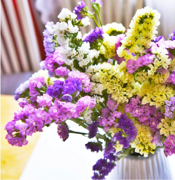 Zarina Flowers, Alstroemerias, Playa