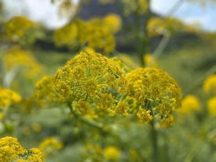 Fiori selvatici gialli sfocati, con un gruppo di fiori ben definito in primo piano.