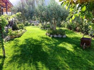 Giardino soleggiato con un grande albero, prato rigoglioso, bordo in pietra e posti a sedere da patio sullo sfondo.