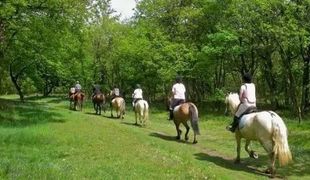 Gruppo di persone a cavallo lungo un sentiero boscoso in una giornata di sole