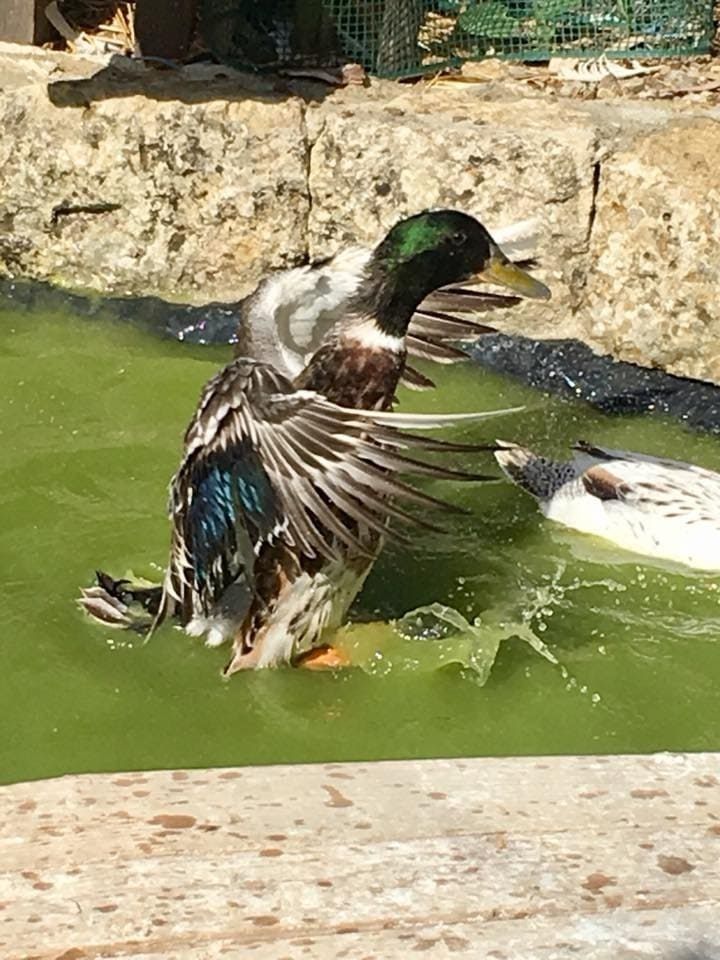Un'anatra sguazza nell'acqua verde di uno stagno accanto a una parete rocciosa.