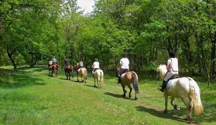Persone a cavallo lungo un sentiero erboso in un bosco verde e soleggiato.