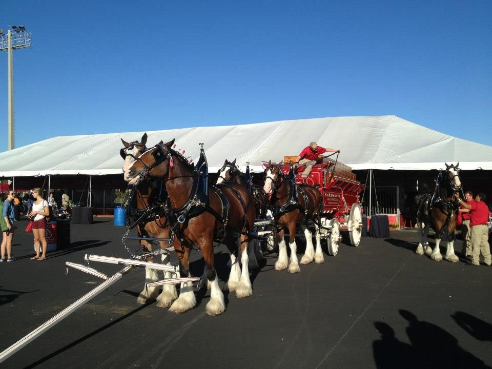 Budweiser Clydesdales pulling a red beer wagon in front of a white tent. A man is seated on the wagon.