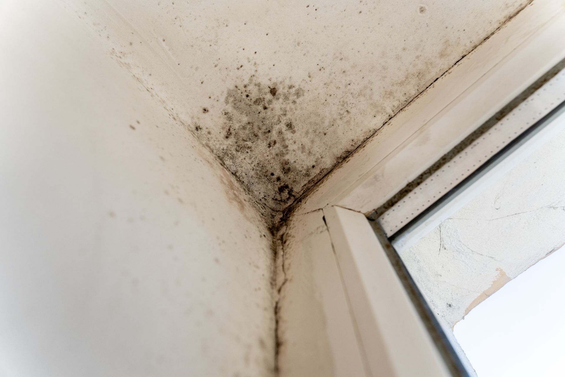 Mold growth in the corner of a white window frame. Black and gray patches are visible.