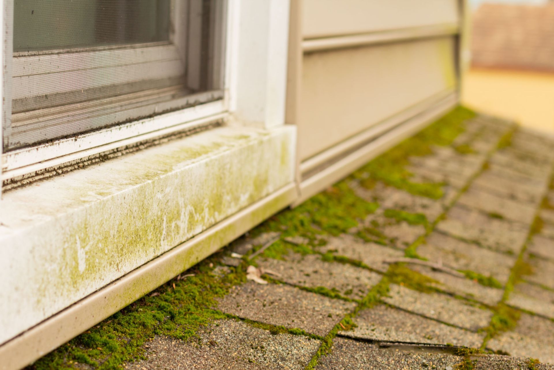 A dirty window sill with green moss growing on it — Overland Park, KS — Johnson County Solutions