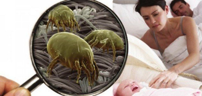 sanificazione dagli acari