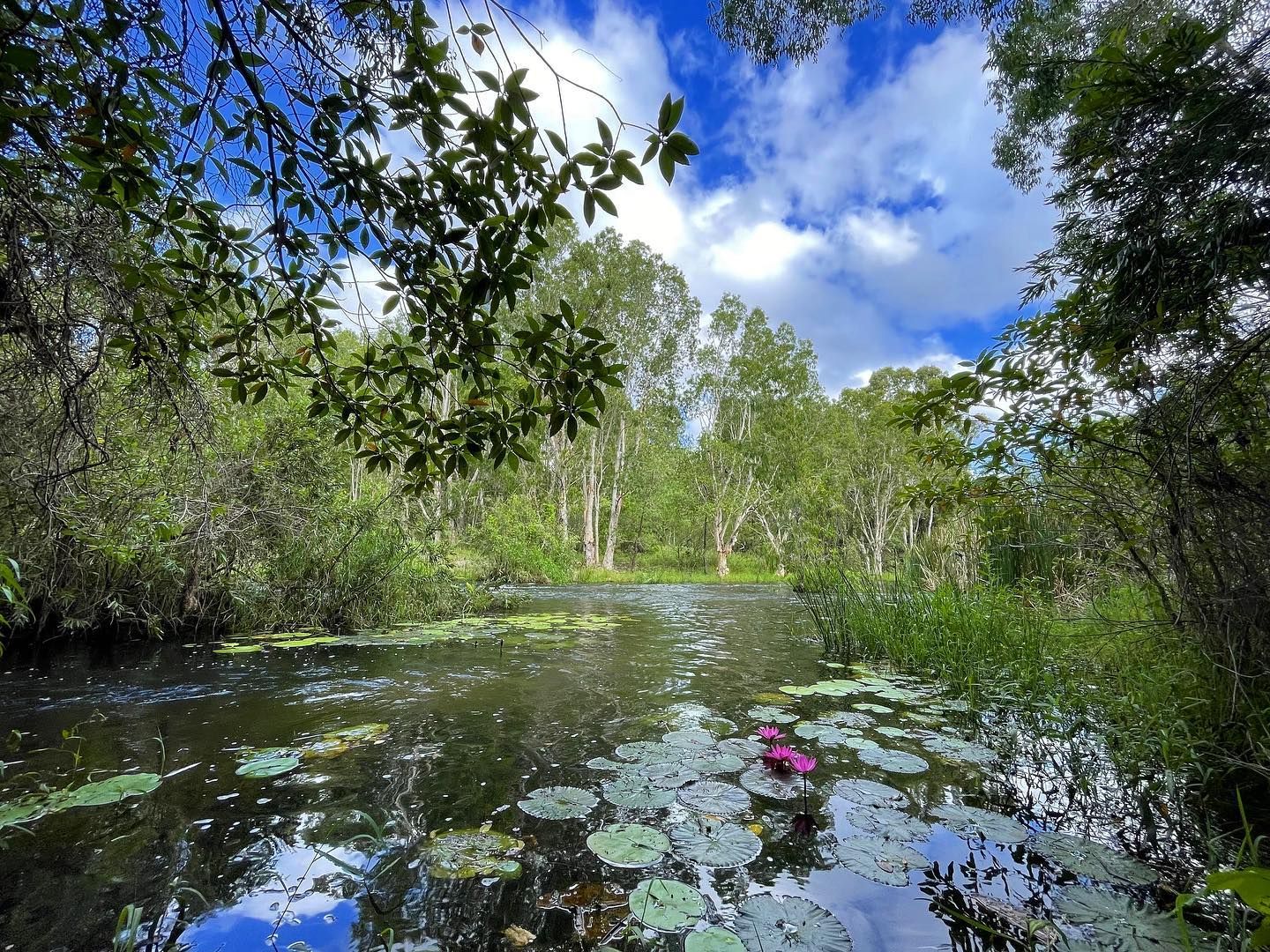 A pond surrounded by trees and lily pads on a sunny day.