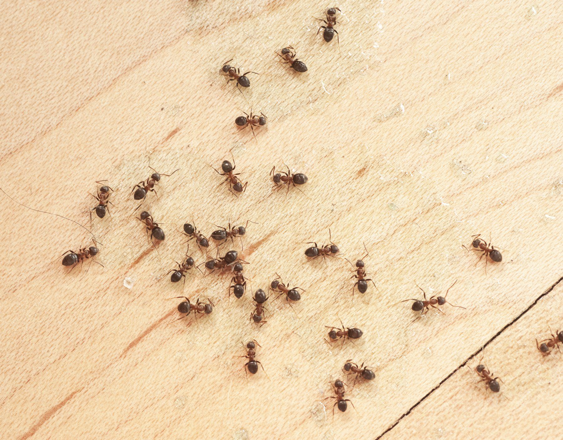 Dead Ants — Forrest City, AR — Ray Houser’s Termite & Pest Control