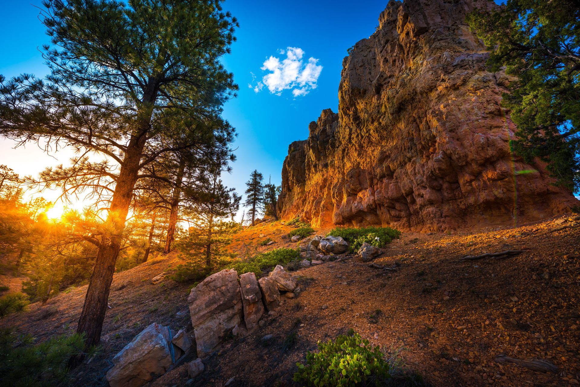 The sun is shining through the trees on a rocky hillside.