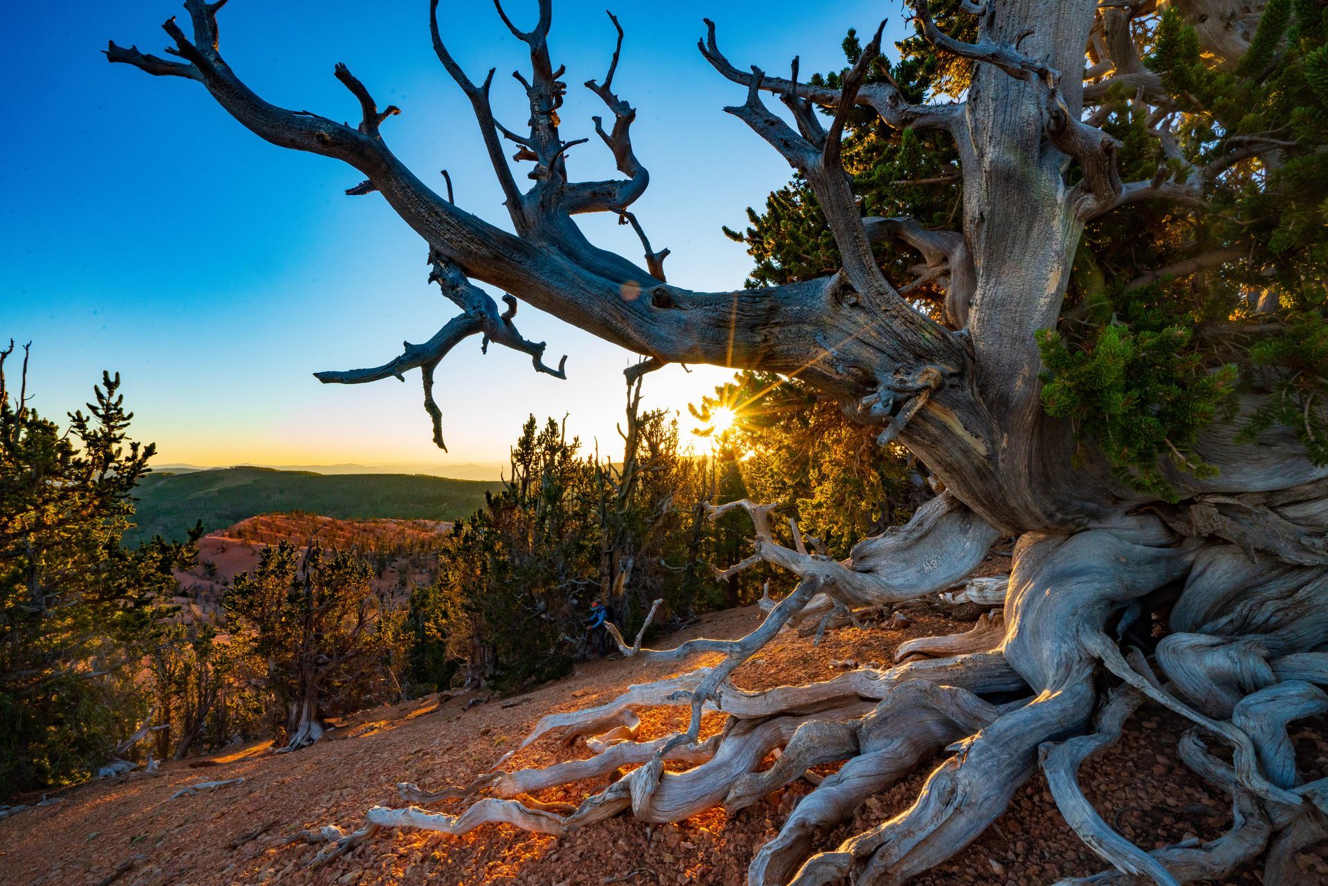 dixie national forest