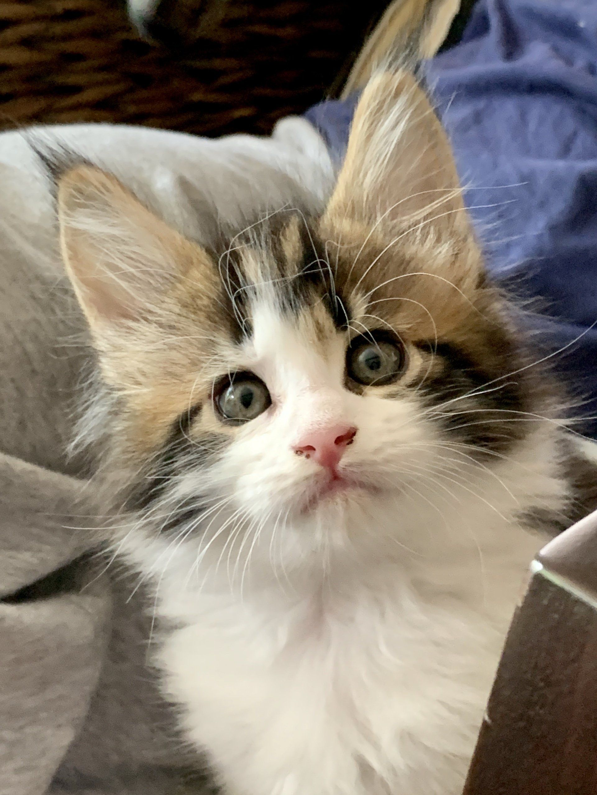 Maine Coon Breeders Las Vegas - x4dtlkd