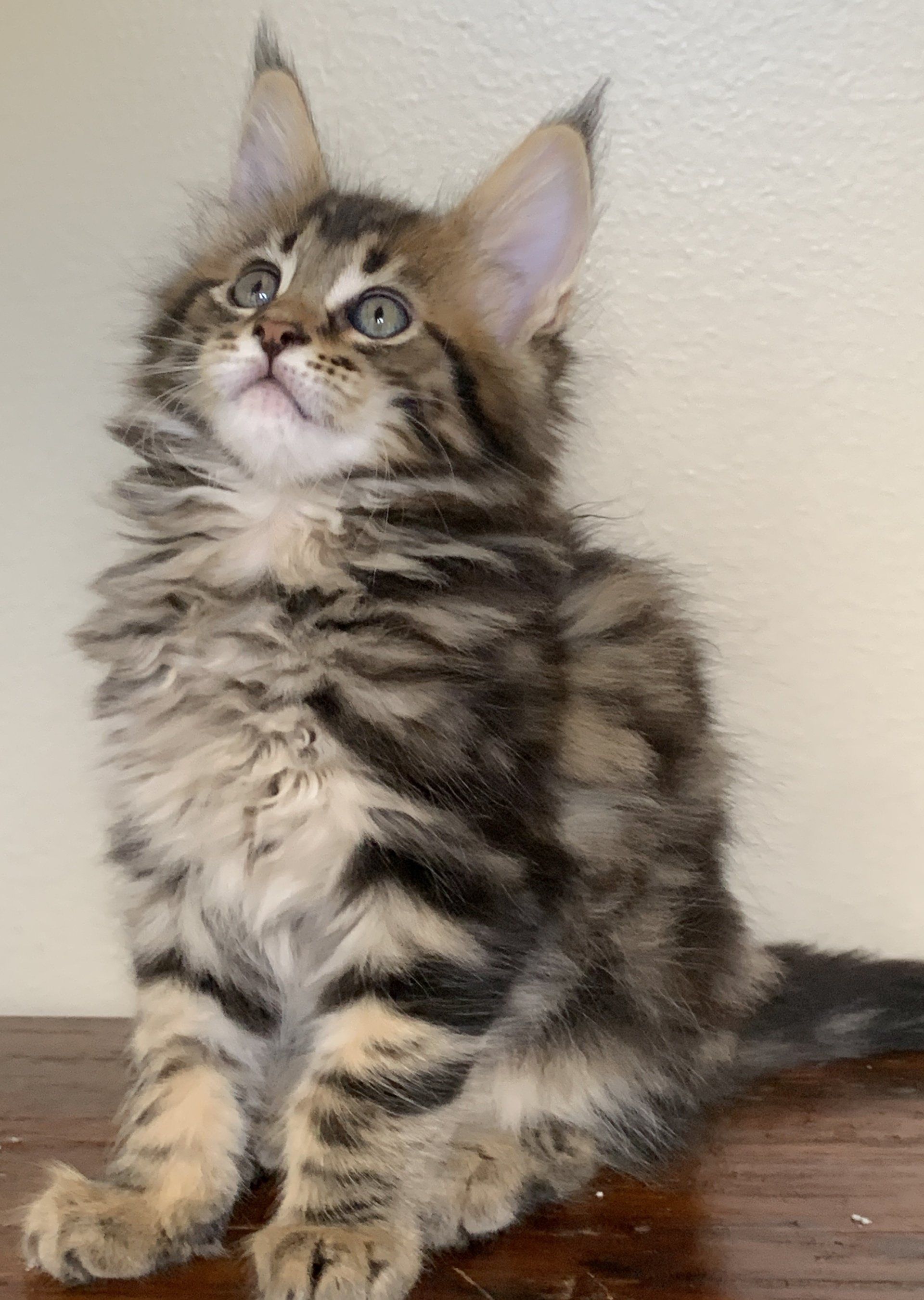 KonaKats Maine Coons | Registered Maine Coon Breeders