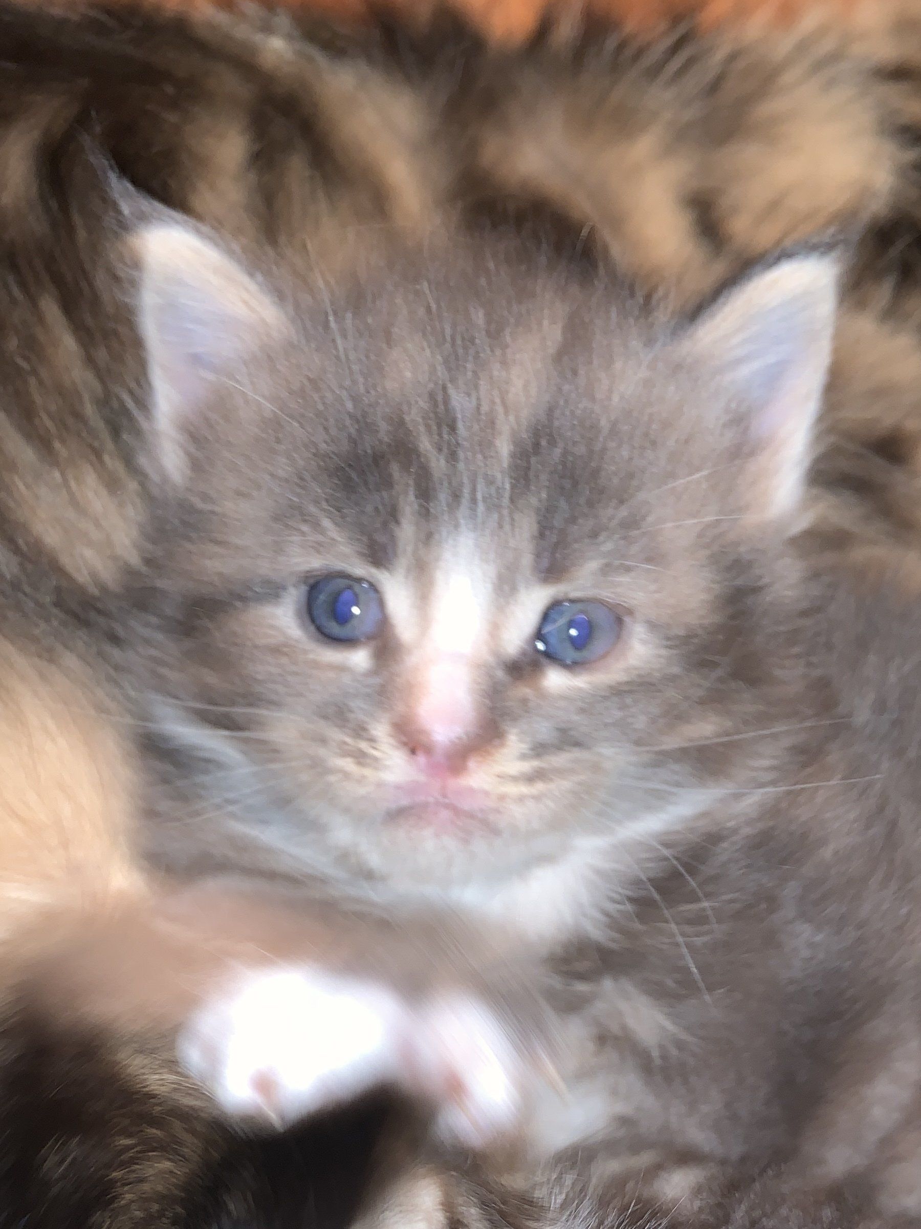 Maine Koon Kitten Adam