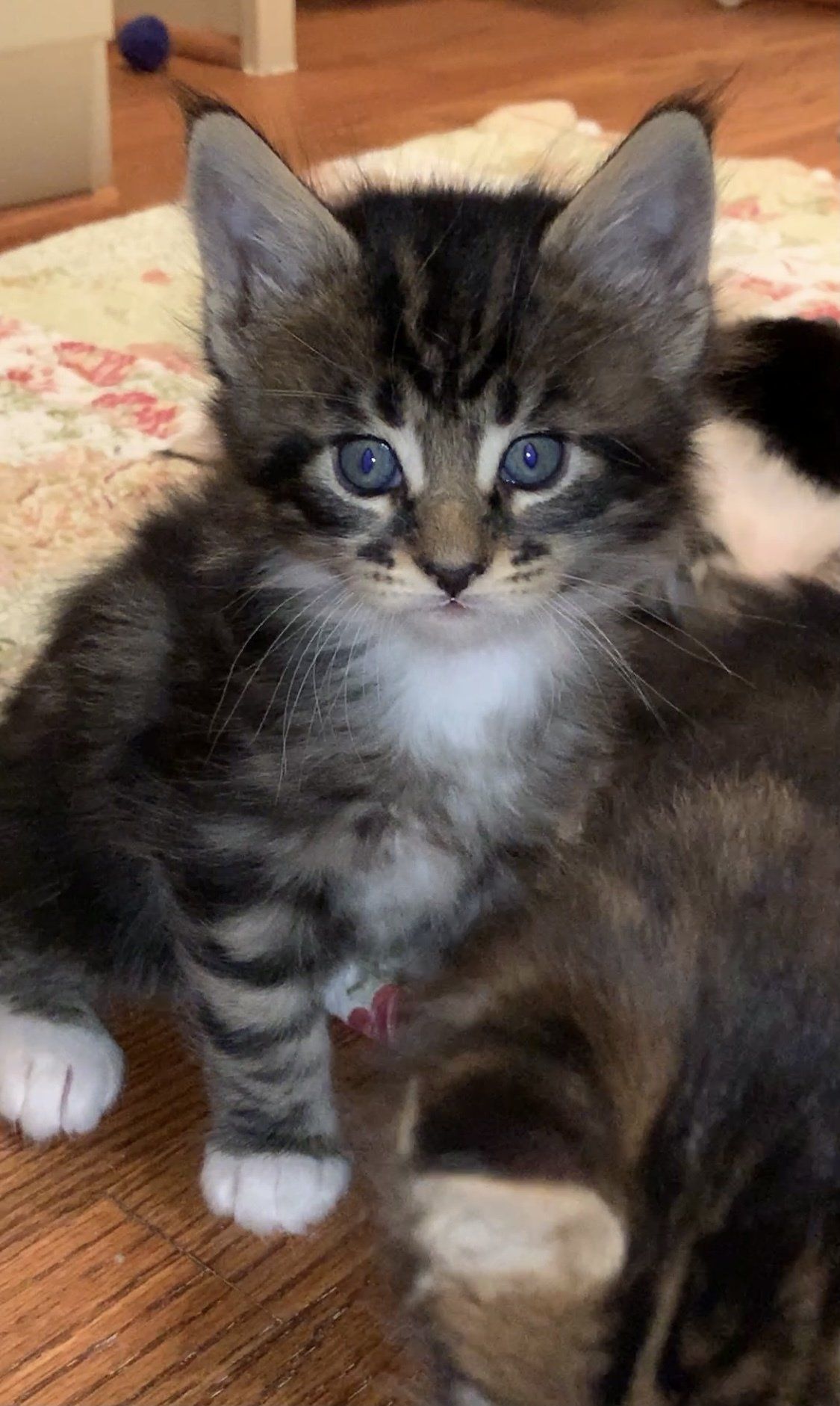Maine Coon Kitten - Rocky