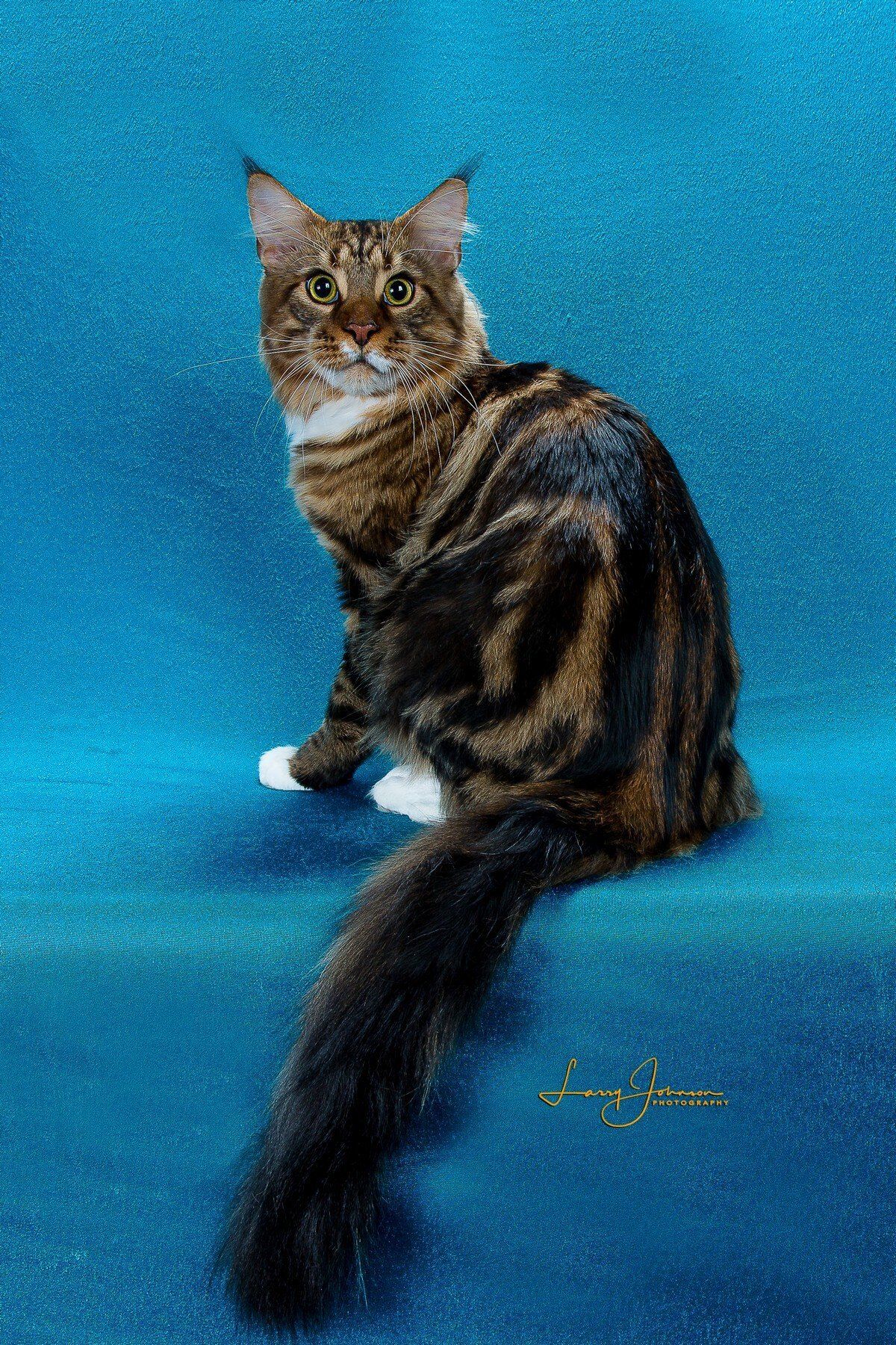 Denver a Maine Coon cat, classic brown with white color