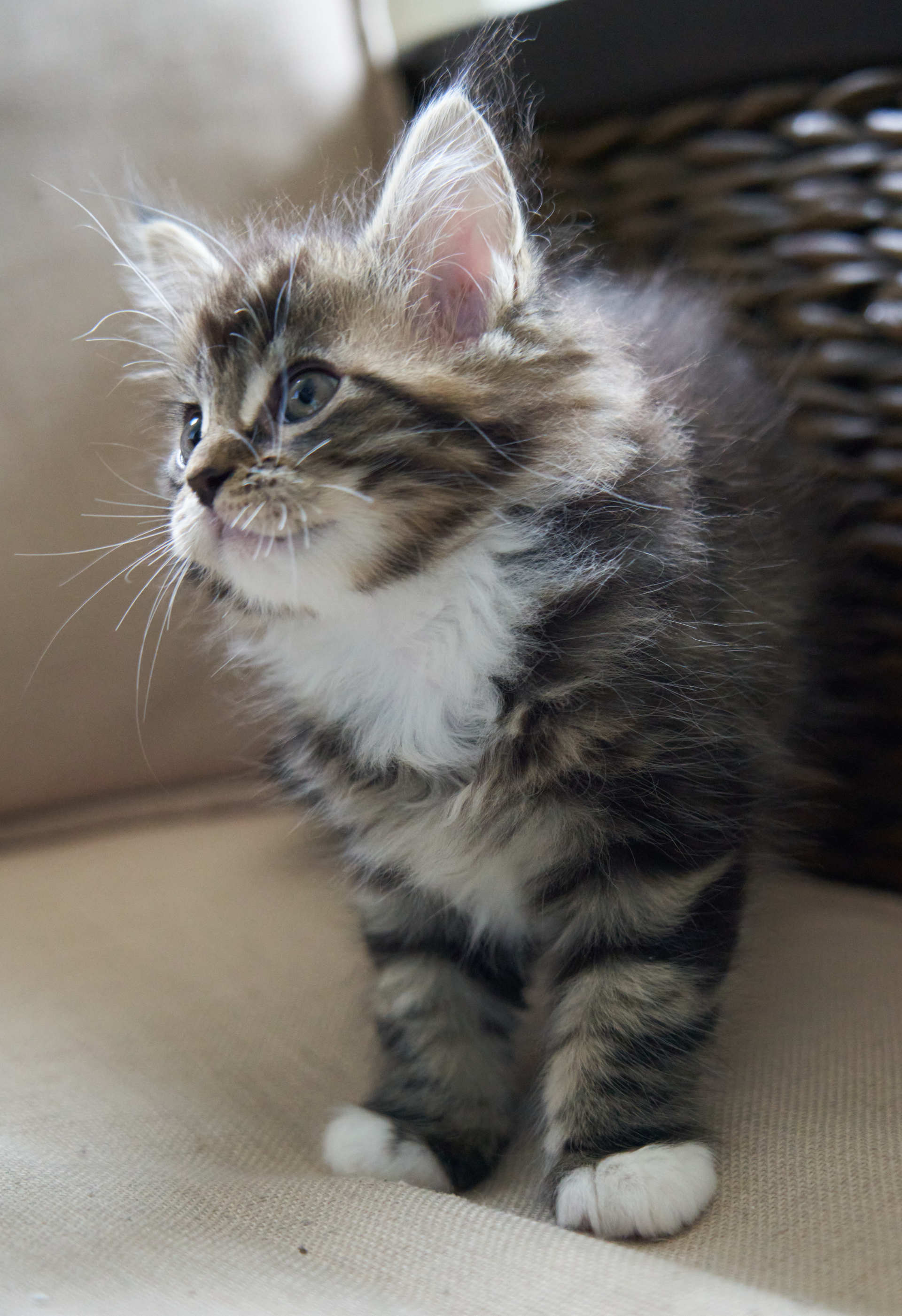 Brown with White Maine Coon Kitten