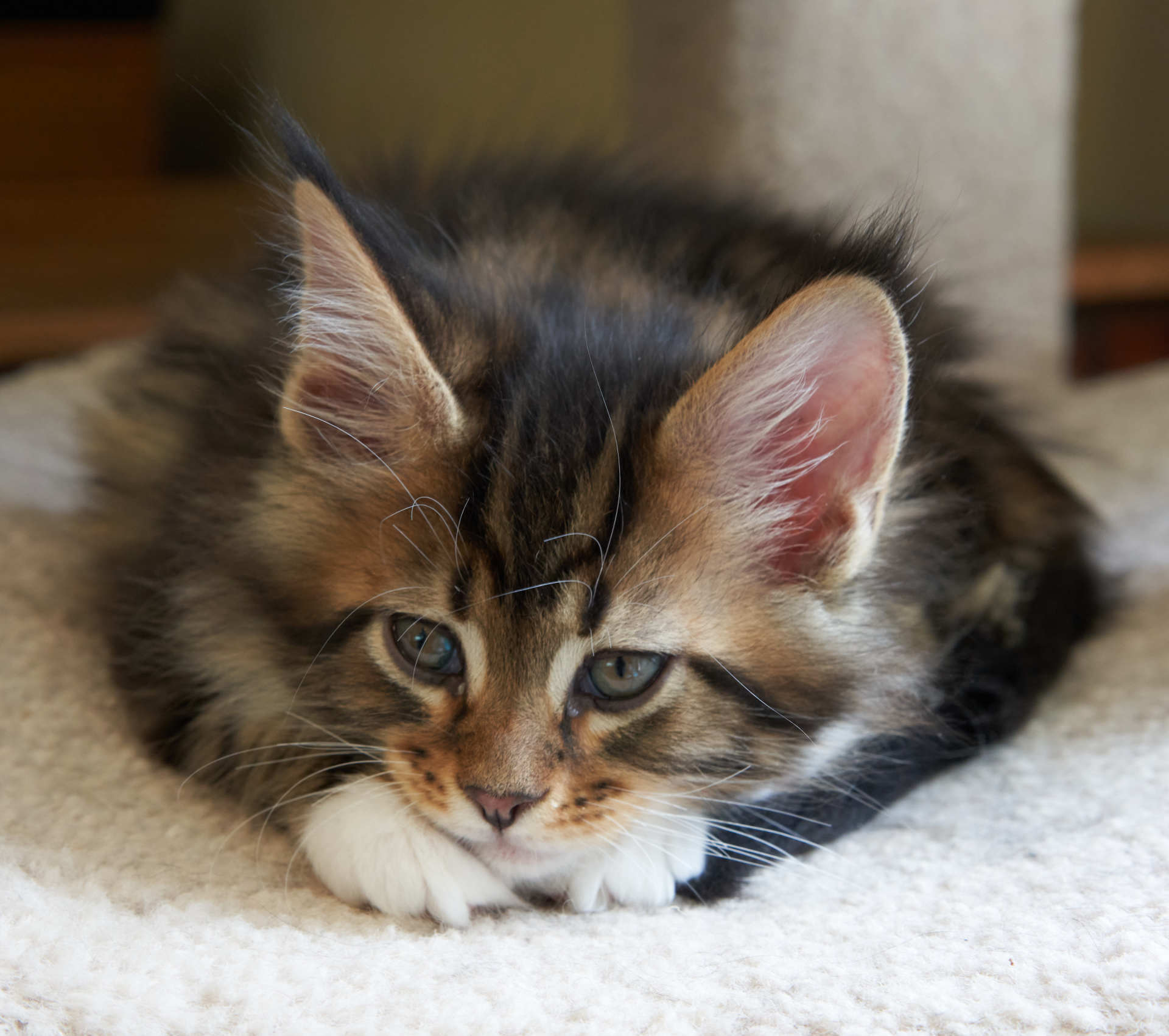 KonaKats Maine Coons | Registered Maine Coon Breeders