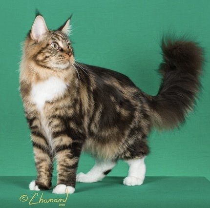 Lance a maine coon cat, classic brown with white