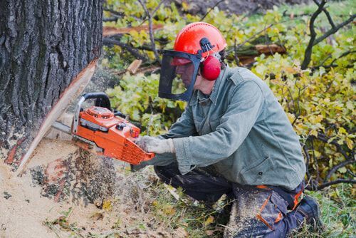 A person wearing safety gear uses a chainsaw to cut a tree. Sawdust covers the ground.