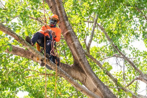 Arborist in safety gear, secured to tree branch, trimming foliage, bright sunlight.