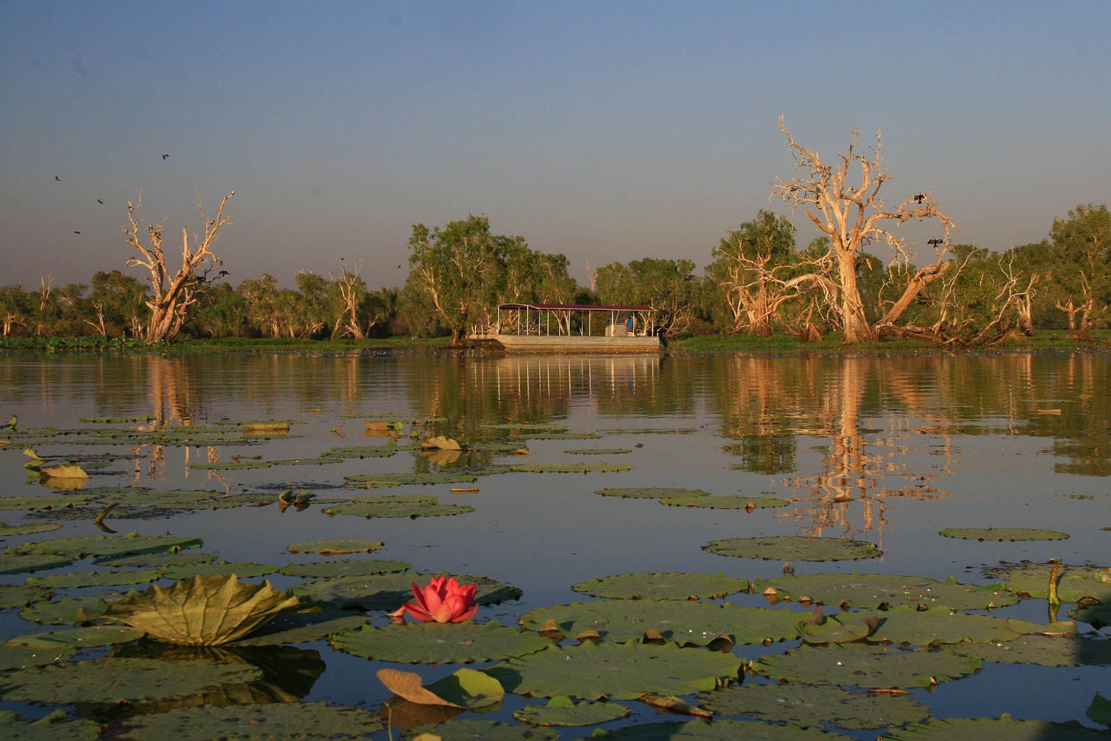 A boat is floating on a lake surrounded by lily pads and trees.
