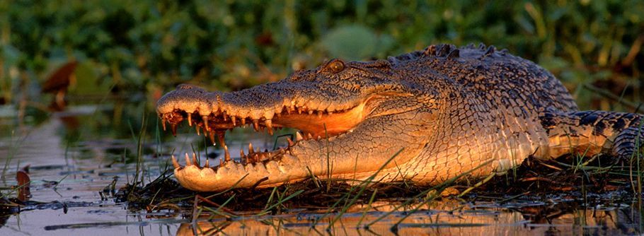 A crocodile is laying in the water with its mouth open.