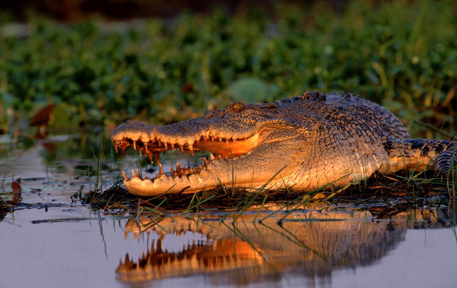 A crocodile is laying in the water with its mouth open.