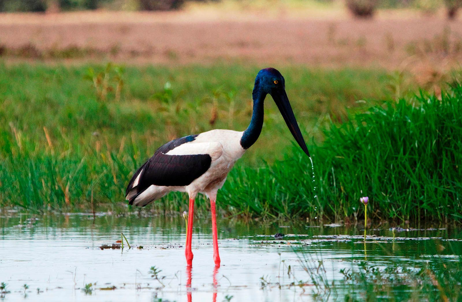 A black and white bird with long legs is standing in the water.