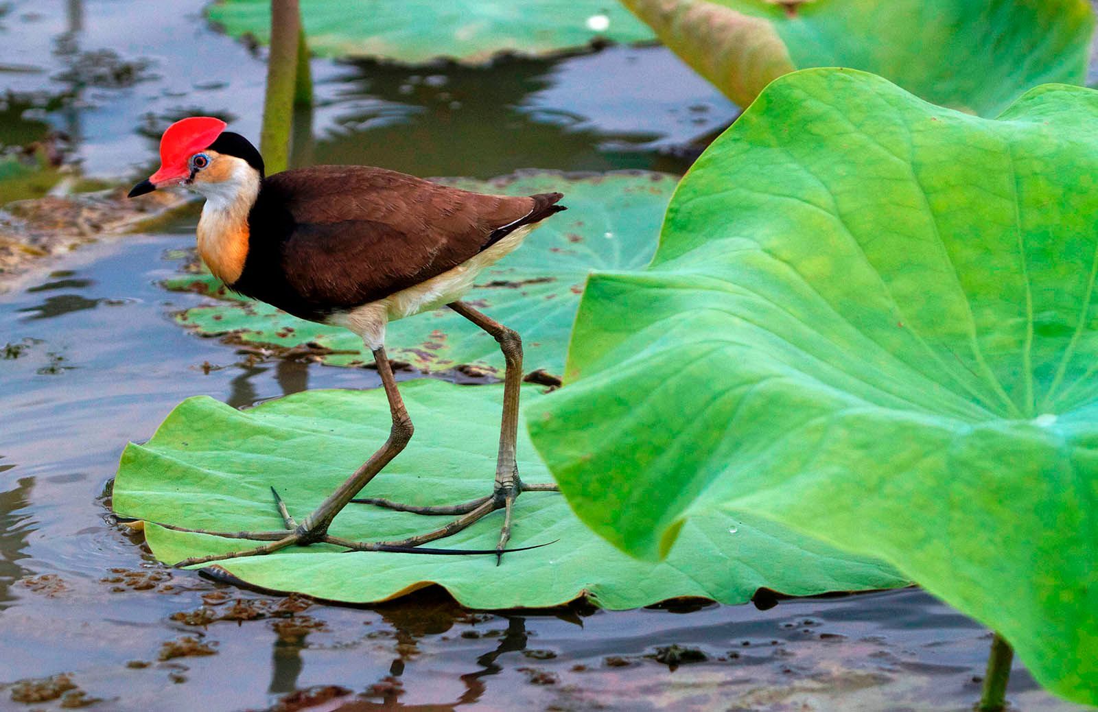 A bird with a red hat is standing on a lily pad in the water.