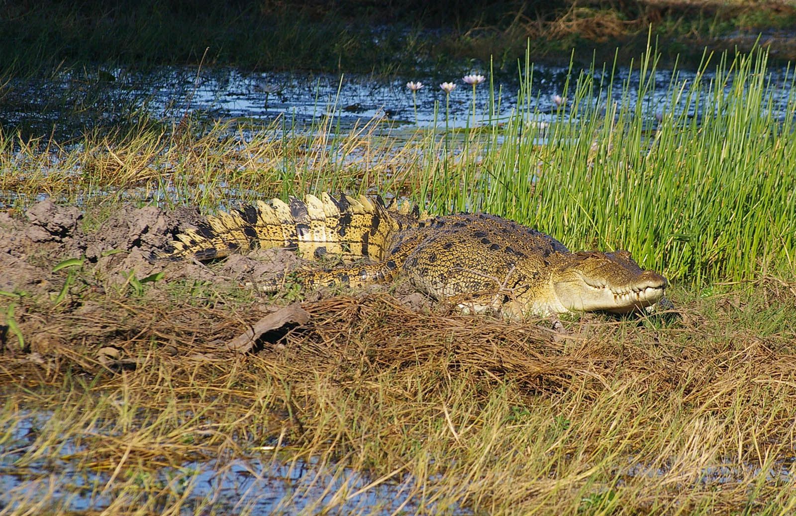 A large crocodile is laying in the grass near a body of water.