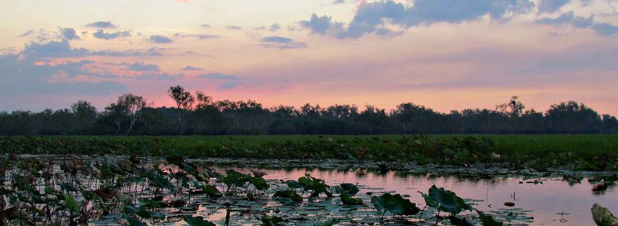 A swamp with a sunset in the background and trees in the foreground.