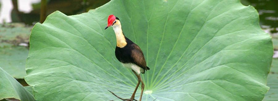A bird with a red head is standing on a lotus leaf.