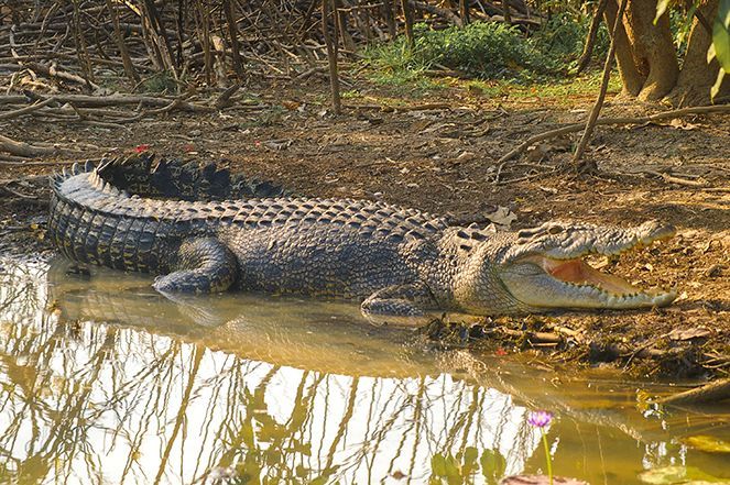 A large crocodile is laying in the water with its mouth open.