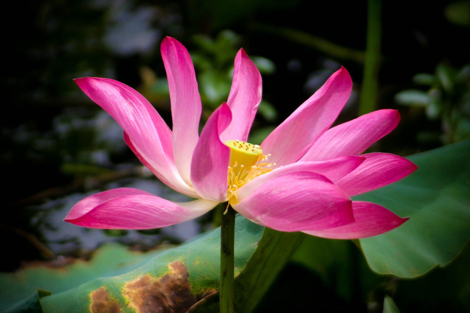A close up of a pink lotus flower with a yellow center surrounded by green leaves.