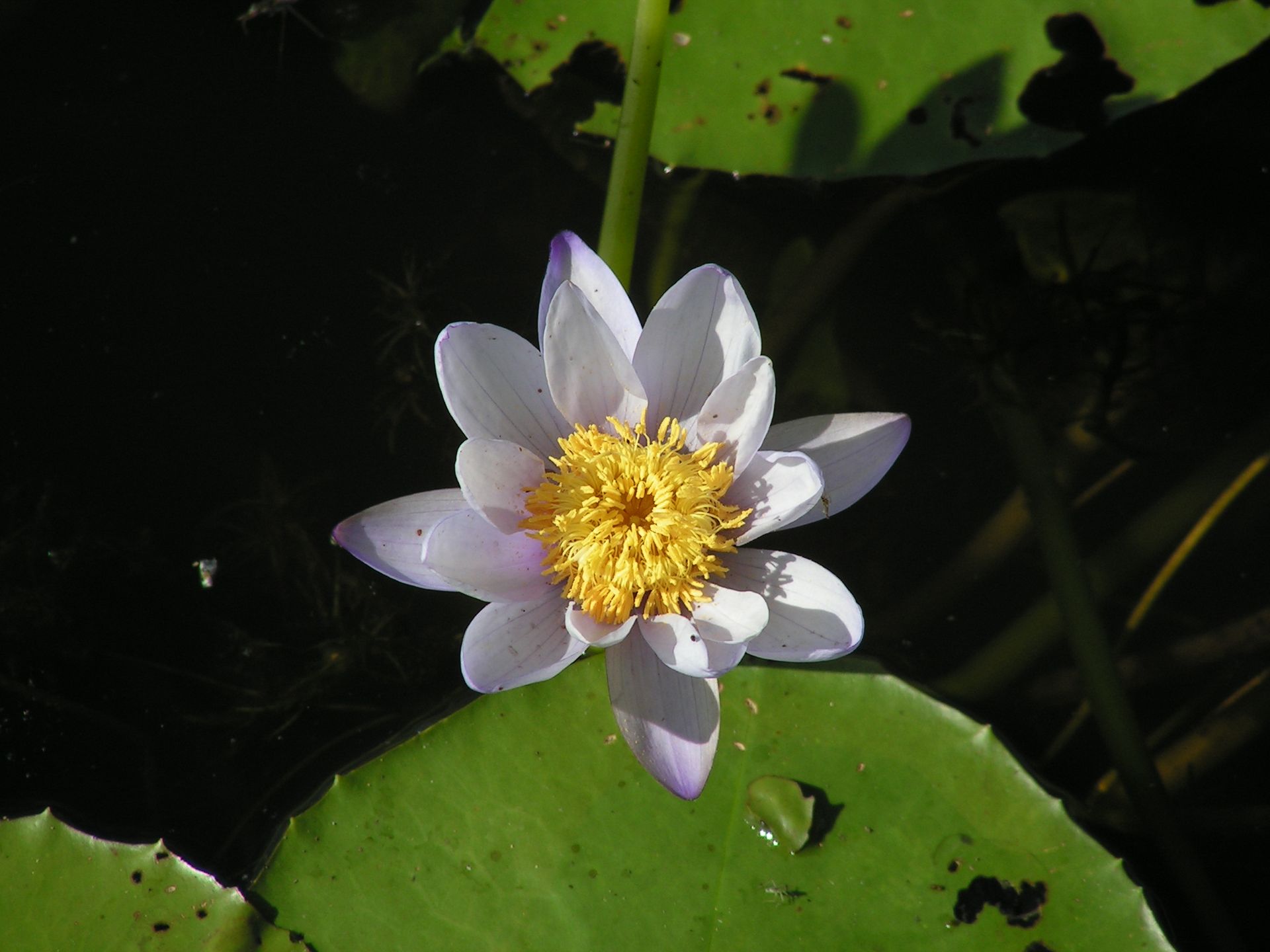 A purple flower with a yellow center is surrounded by green leaves