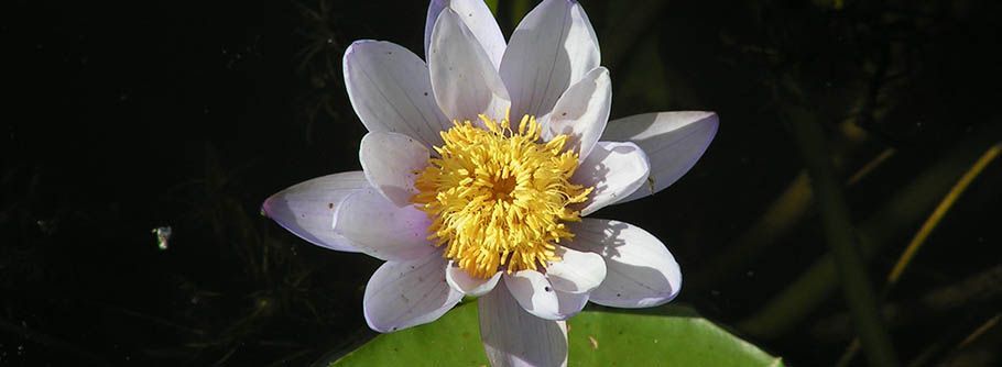 A close up of a white flower with a yellow center on a green leaf.