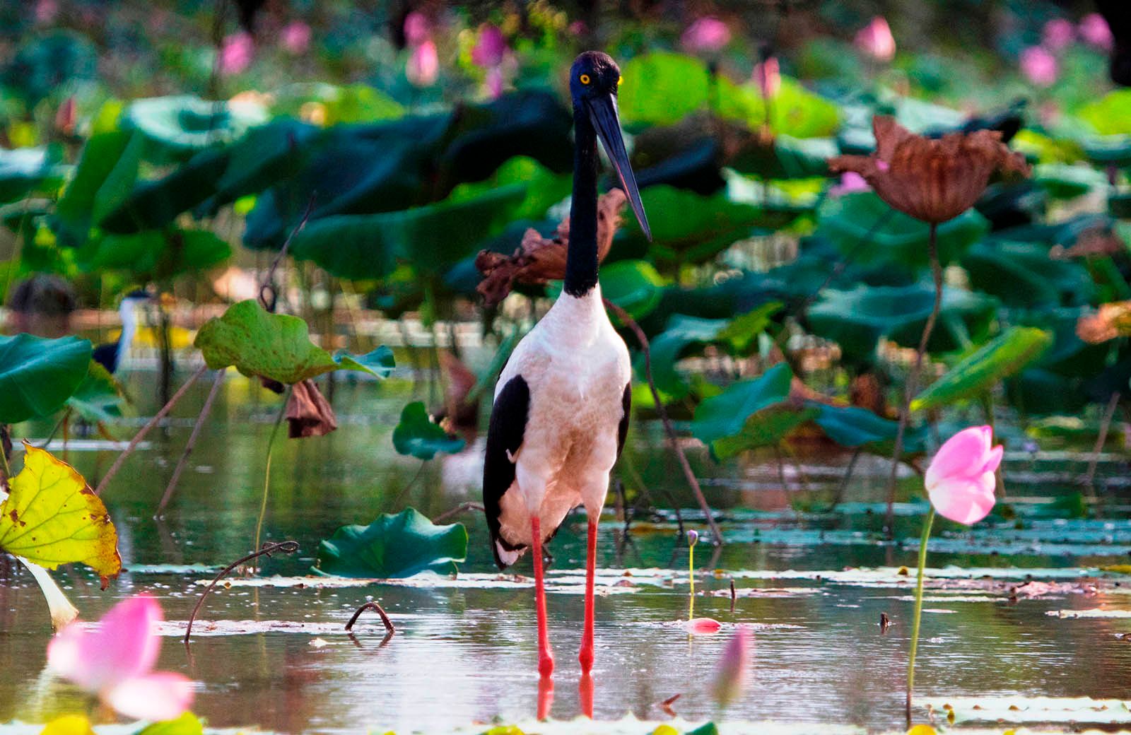 A black and white bird is standing in a pond surrounded by lotus flowers.