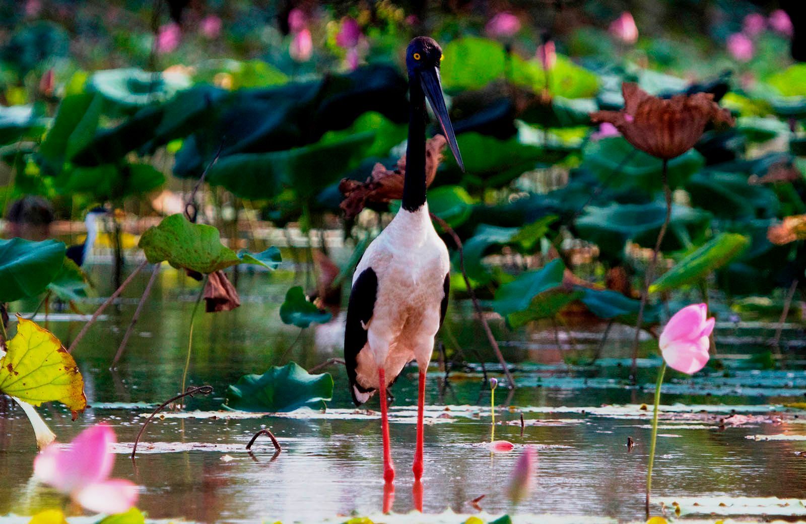 A black and white bird is standing in a pond surrounded by lotus flowers.