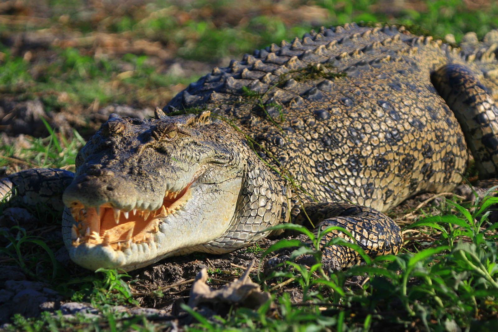 A large crocodile is laying in the grass with its mouth open.